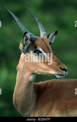 Impala / Schwarzfersen-Antilope Stock Photo - Alamy