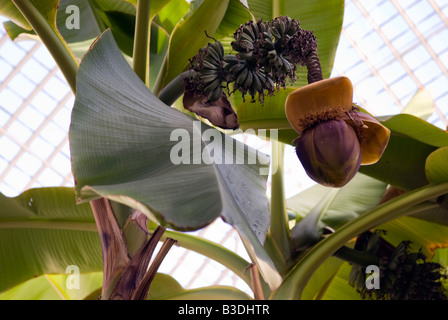 Japanese Banana Musa basjoo blossom and fruit  plant inside a conservatory in the Botanical Gardens in Sheffield Stock Photo