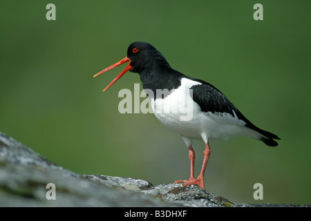 common pied Eurasian oystercatcher Haematopus ostralegus Austernfischer Insel Runde More og Romsdal Norwegen Norway Stock Photo