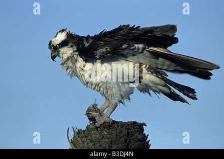 osprey seahawk