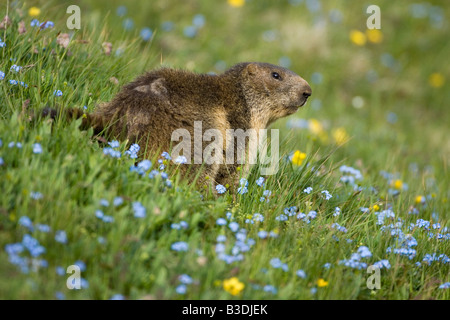 Murmeltiere Marmota in den Alpen Alpenmurmeltier Alpine Marmot Austria Stock Photo