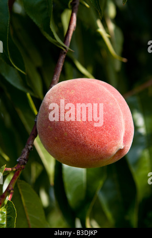 A single peach growing on a farm in Litcfield Connecticut USA Stock Photo