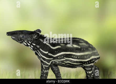 malayan tapir tapirus indicus schabrackentapir asiatischer tapir asian tapir Stock Photo