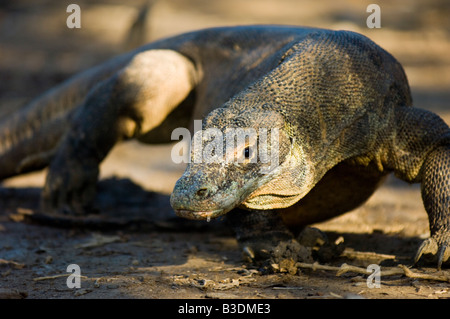 Komodo Dragon Varanus komodoensis in Komodo Island Indonesia Stock Photo