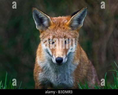 European Red Fox (Vulpes Vulpes) portrait, UK Stock Photo