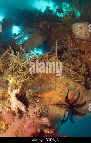 Colourful pier pillars covered in hard and soft coral and sponges under water Stock Photo