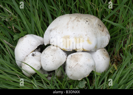 Yellow Stainer - Agaricus xanthodermus Stock Photo