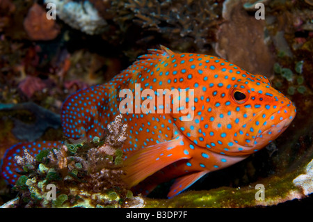 Miniatus Coral Grouper Cephalopholis miniata in Komodo National Park Indonesia Stock Photo