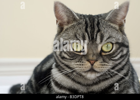 Cat portrait Stock Photo