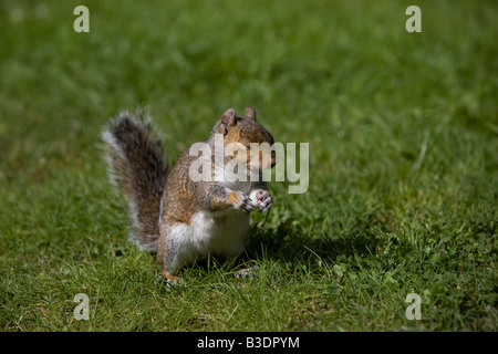Cute grey squirrel, National Botanic Gardens, Dublin Stock Photo