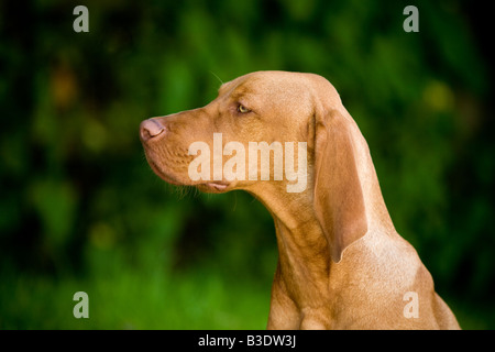 Portrait of a handsome hungarian Vizla dog in profile Stock Photo