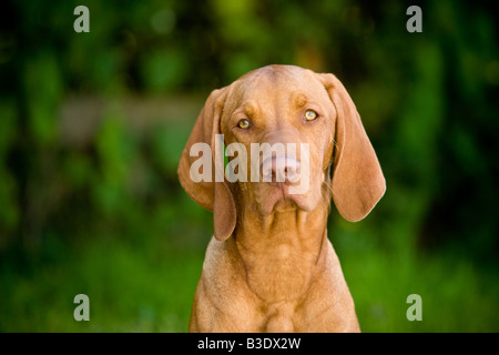 Portrait of a handsome hungarian Vizla dog Stock Photo