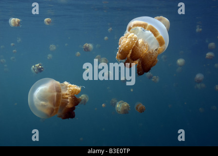School of non stinging Jellyfish near the surface in lake Kakaban under water Stock Photo
