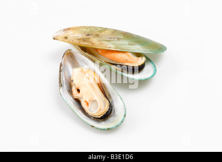 Green lipped mussels (Perna canaliculus) elevated view Stock Photo