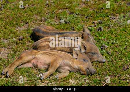 Three little baby wild boar piglets sleeping in the sun Stock Photo