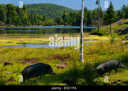 Sounder of wild Boars passing Quebec lake with wading Wapiti Omega Park Quebec Stock Photo