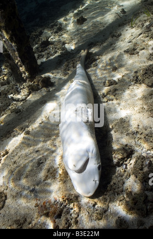 Dead shark lying on the bottom after its fins have been cut off Stock Photo