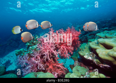 Redtail and Panda butterflyfish over coral reef Chaetodon collare and Chaetodon adiergastos Andaman Sea Thailand Stock Photo