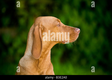 Portrait of a handsome hungarian Vizla dog in profile Stock Photo