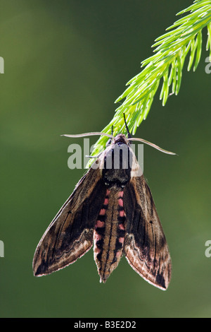 Privet Hawk Moth, Sphinx ligustri Stock Photo
