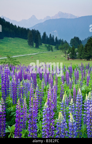 Wild Lupins, Lupinus nootkatensis, near Kranjska Gora, Julian Alps, Gorenjska, Slovenia Stock Photo