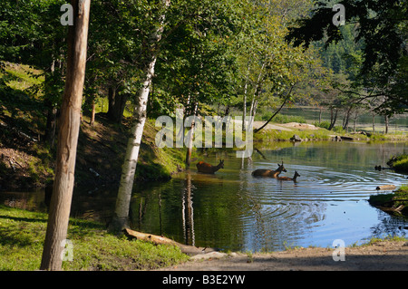 Mother Father and Fawn Red Deer crossing a pond in a Quebec nature reserve Omega Park Stock Photo