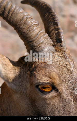 Close up of the eye and horn of an Alpine Ibex mountain goat Stock Photo