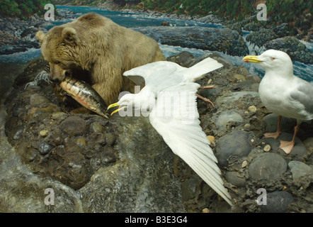 grizzly bear eating salmon fish and seagulls inside a window case at Natural History Museum in Milan Italy Stock Photo