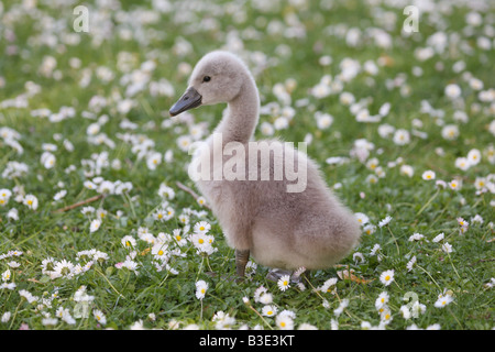young mute swan on meadow / Cygnus olor Stock Photo