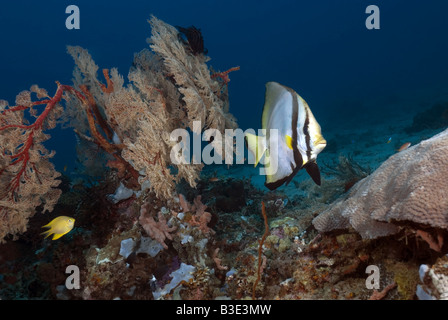 Batfish swimming next to a gorgonians over the coral reef with blue background under water Stock Photo