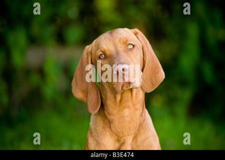 Portrait of a handsome hungarian Vizla dog looking quizical Stock Photo