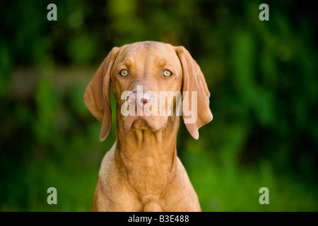 Portrait of a handsome hungarian Vizla dog Stock Photo