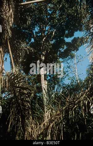 White mahogany tree Khaya anthotheca in rainforest Uganda Stock Photo