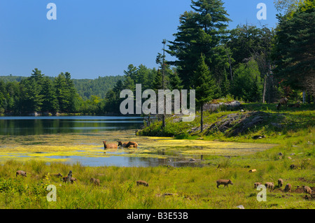 Wapiti Elk grazing and wading in a Lake with group of wild boar piglets in foreground at Park Omega nature preserve Quebec Stock Photo