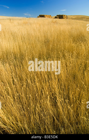 Bales of wheat in a North Dakota wheat field Stock Photo