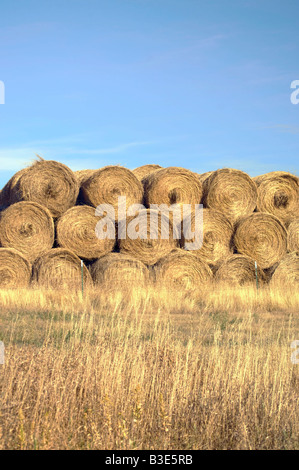 Bales of wheat in a North Dakota field Stock Photo
