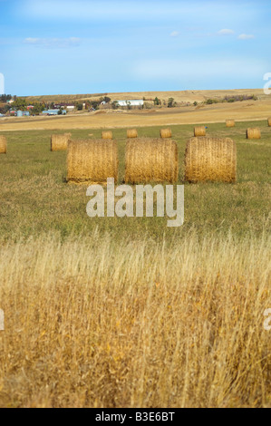 Bales of wheat in a North Dakota field Stock Photo