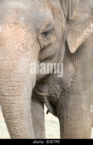 Closeup of an elephant at a zoo Stock Photo