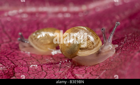 Juvenile Common Garden Snail (Brown Garden Snail) Cornu aspersum Stock Photo