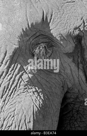 Macro shot of an elephant s eye in black and white Stock Photo