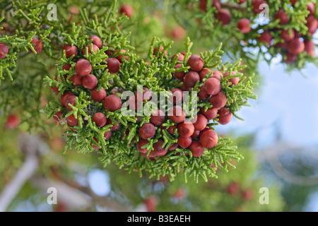 Pinchot's Juniper Juniperus pinchotii west Texas United States 13 August Cupressaceae Stock Photo
