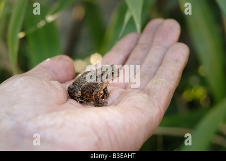 Juvenile Common Garden Toad Bufo bufo on human hand,Surrey,England Stock Photo