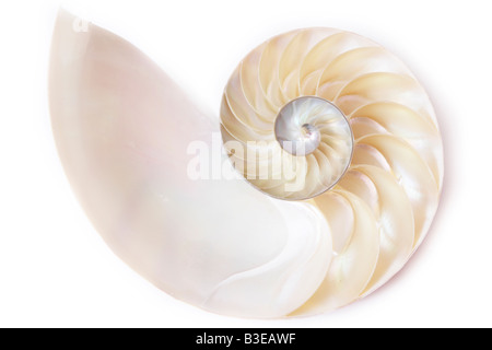 Stock Photo of the Inside of a Spiral Seashell Stock Photo