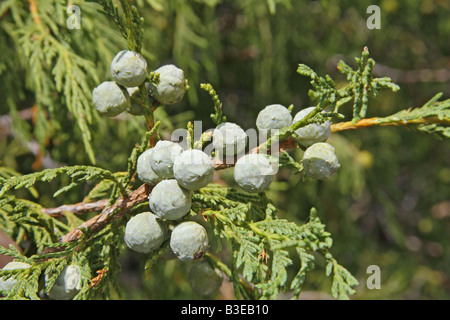 Weeping Juniper Juniperus flaccida Big Bend National Park Texas United States 10 August Cupressaceae Stock Photo