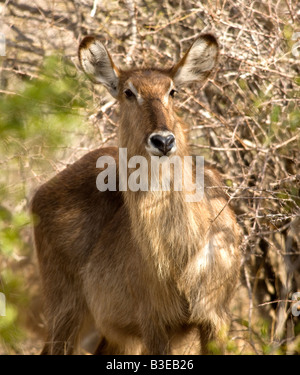 Female waterbuck (Kobus ellipsiprymnus) in Kruger National Park South Africa Stock Photo