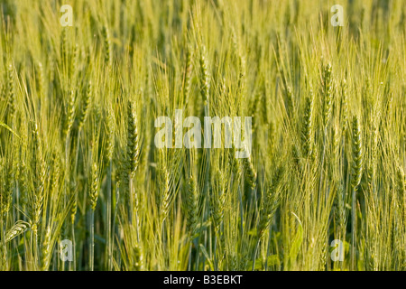 Wheat field in the morning sun Stock Photo