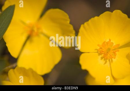 A Bush Poppy, Dendromecon rigida, or Tree Poppy blooms in the mountains of Santa Barbara, California, United States of America. Stock Photo