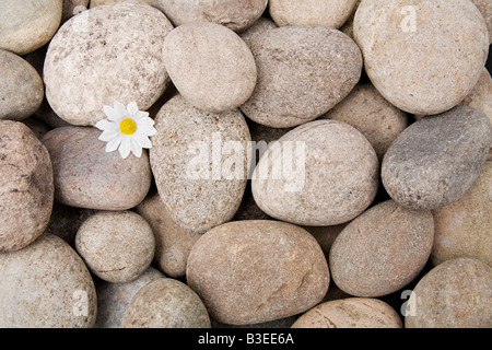 Daisy growing from pebbles