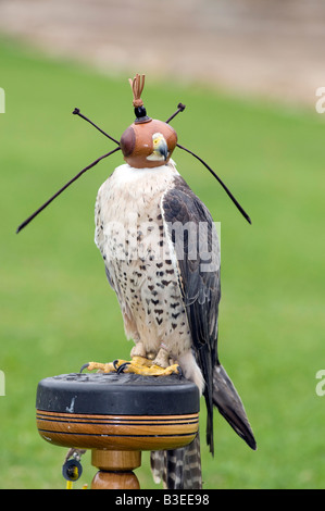 Lanner falcon  Falco biarmicus on a perch Stock Photo