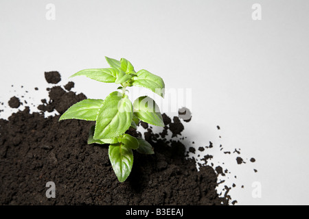 Sapling growing from mound of soil Stock Photo
